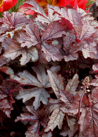 Heucherella 'Gunsmoke'